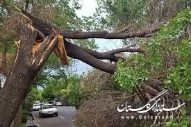 باد شدید باعث سقوط ۶۰ اصله درخت در گلستان شد